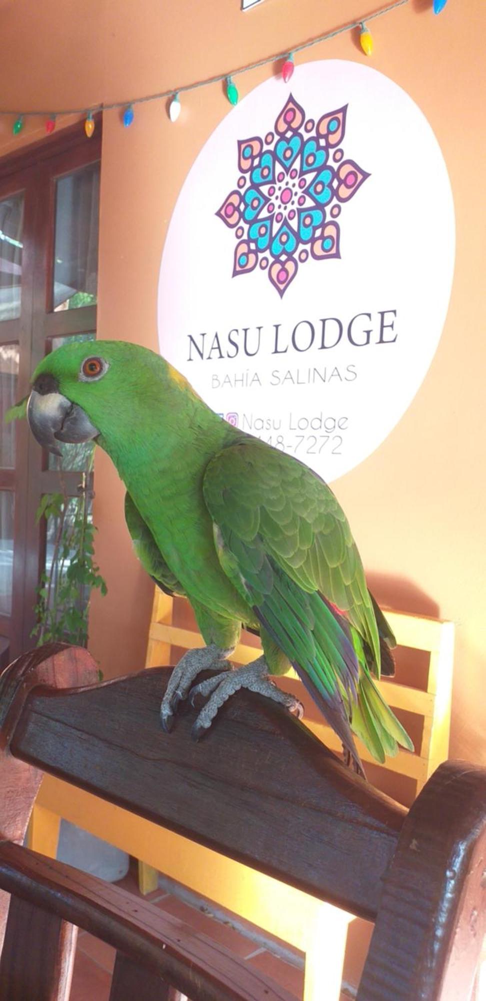 Nasu Lodge La Cruz  Eksteriør billede